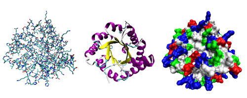 三种显示蛋白质三维结构的方式图中蛋白质为磷酸丙糖异构酶