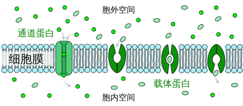 细胞膜上的易化扩散