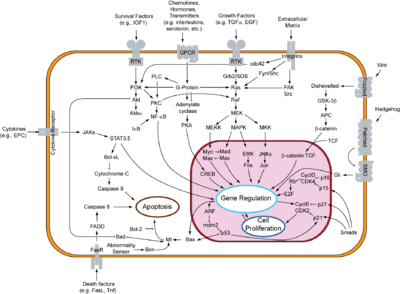 作用關係: abl gene androgen receptor apoptosis-antagonizing