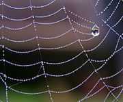 蜘蛛丝形成多个（近似的）悬链线。