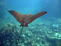 Spotted eagle ray, Aetobatus narinari