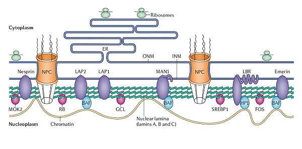 核纤层还可以维持细胞核结构稳定并组织染色质(淡黄色600