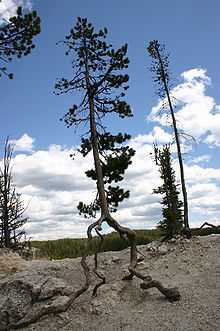 这棵树见证了水土流失的严重性：树干和根部相接的分叉处是原来种子发芽生根的地方