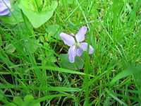 野生紫罗兰 (Viola conspersa)在北美被视为野草的一种。